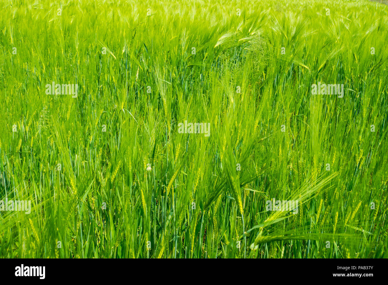 Campo verde di segale cresce in estate Foto Stock