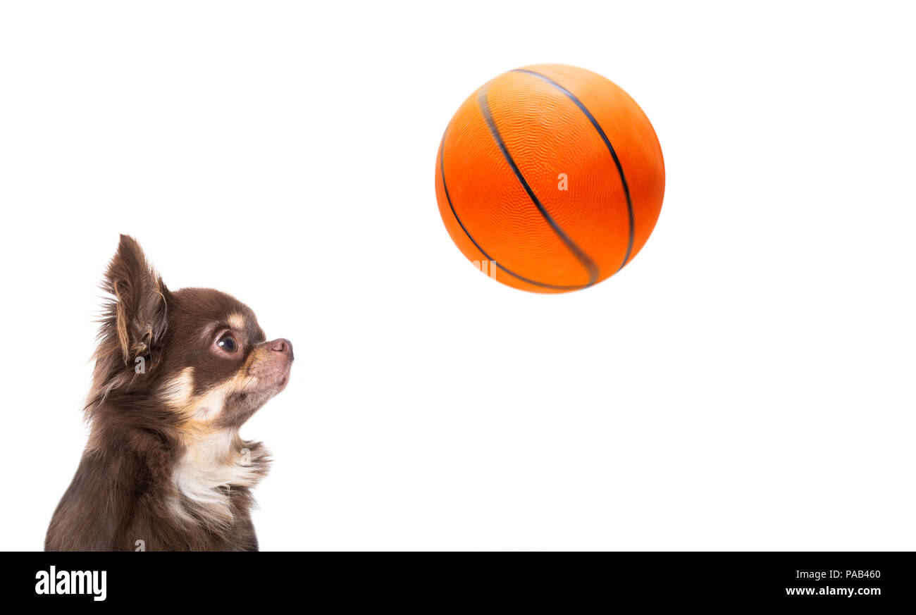 Il basket chihuahua cane giocando con la sfera , isolato su sfondo bianco, Foto Stock