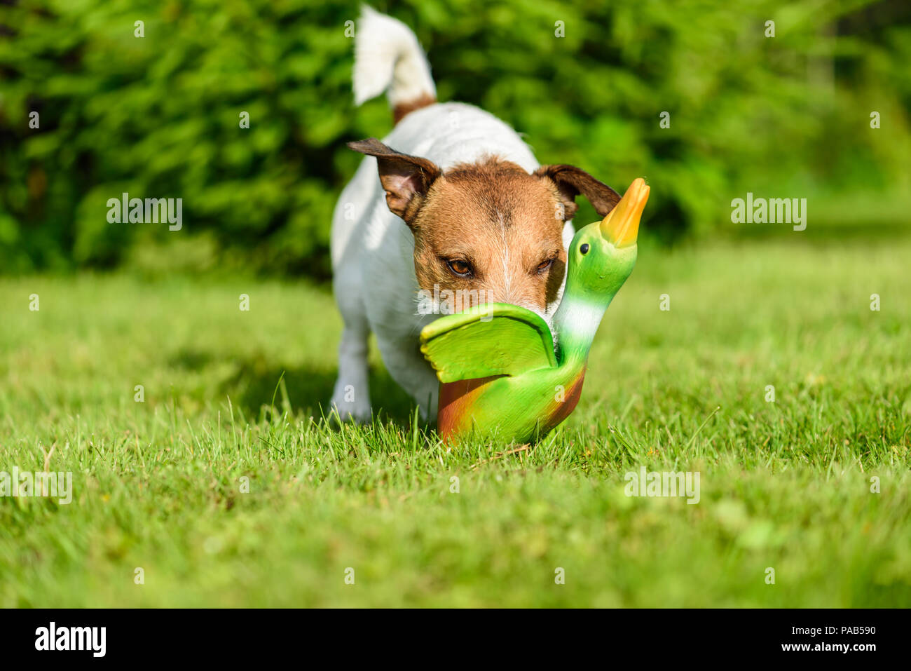 Addestramento del cane per recuperare il gioco con l'anatra giocattolo a backyard prato Foto Stock