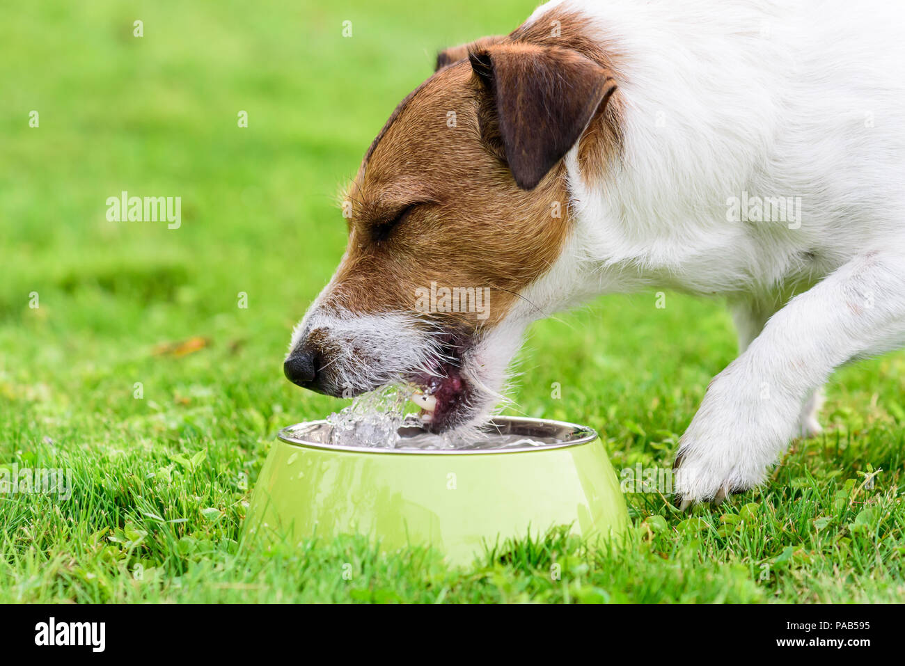 Cane di lappatura acqua fredda da bevande doggy coppa a caldo giorno d'estate Foto Stock