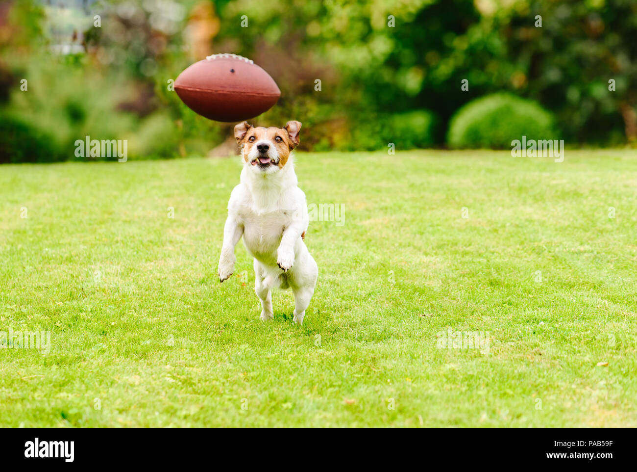 Cane divertente giocare con il football americano palla al prato del cortile Foto Stock