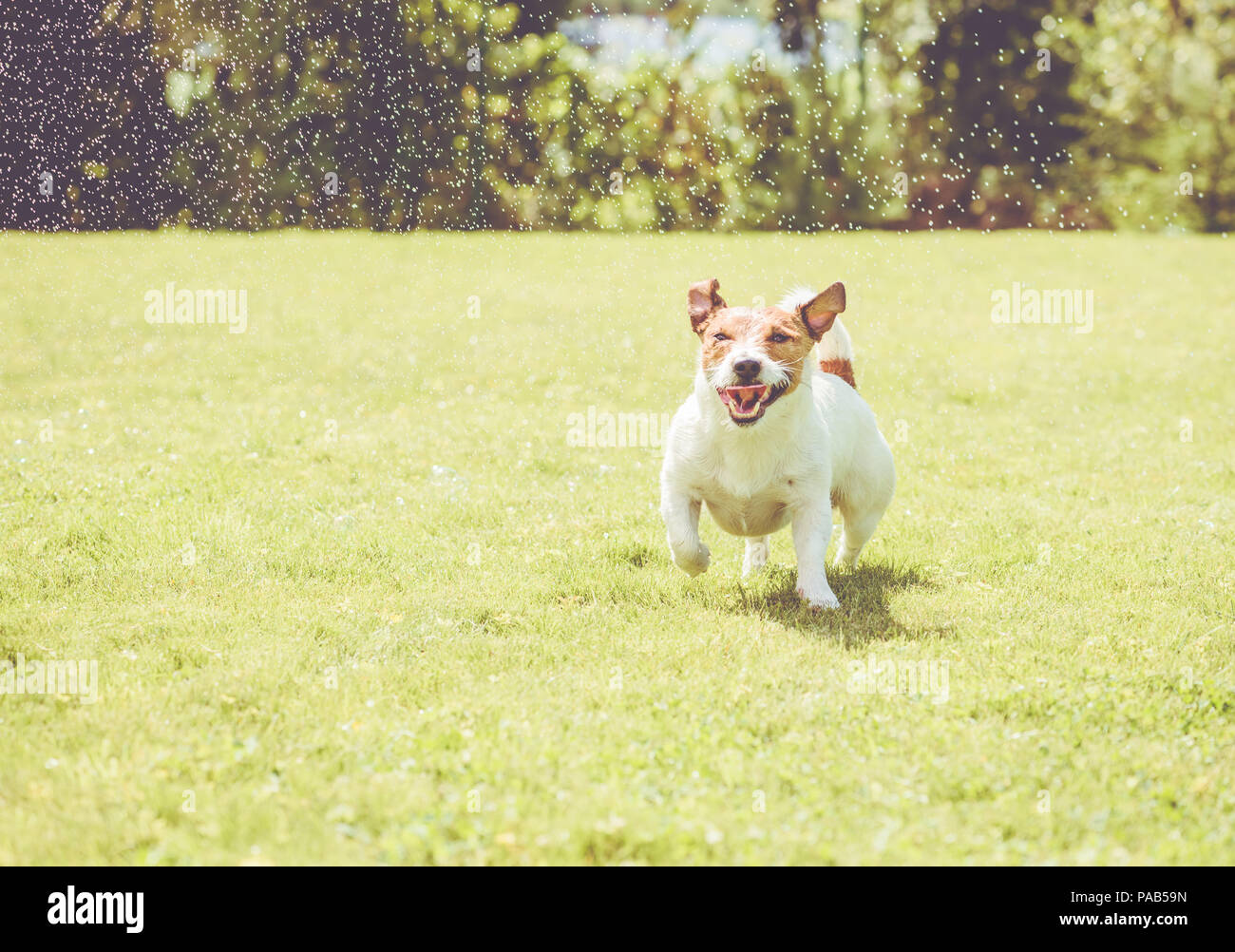Cane con divertenti strizzare gli occhi occhi giocando in schizzi di giardino spruzza Foto Stock