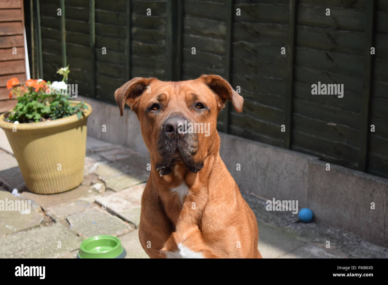 Orso Yogi la nostra famiglia cane Foto Stock