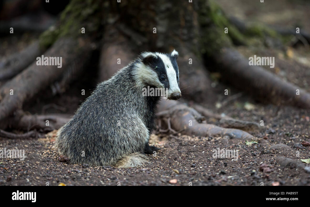 Giovani badger cub in habitat naturali. Si tratta di 5 mesi di età, selvatico europeo (Badger Meles meles) paesaggio. Orizzontale. Foto Stock