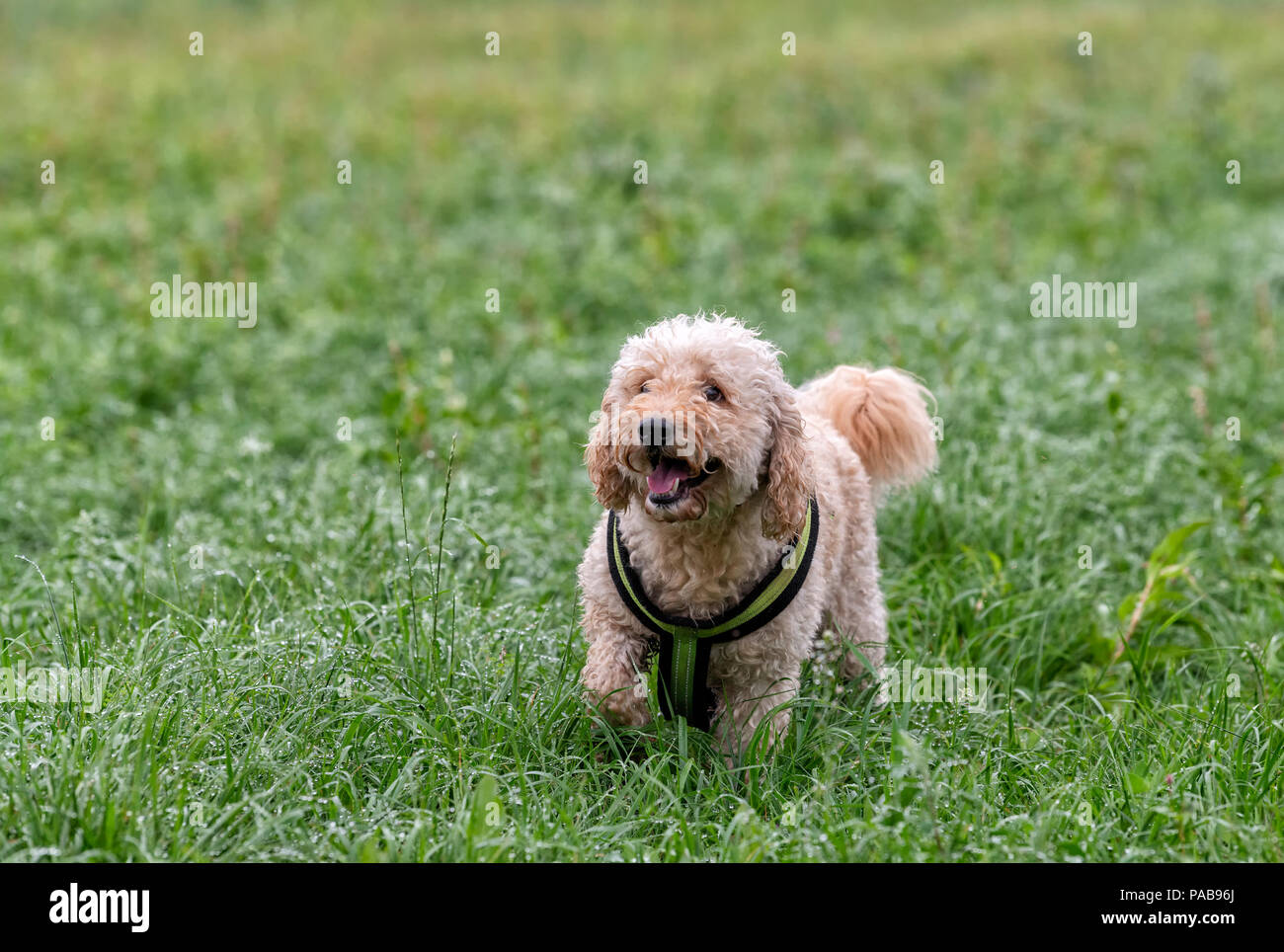 Bella felice cercando Labradoodle cane, giocando in un campo verde vicino a Lytham in Lancashire Foto Stock