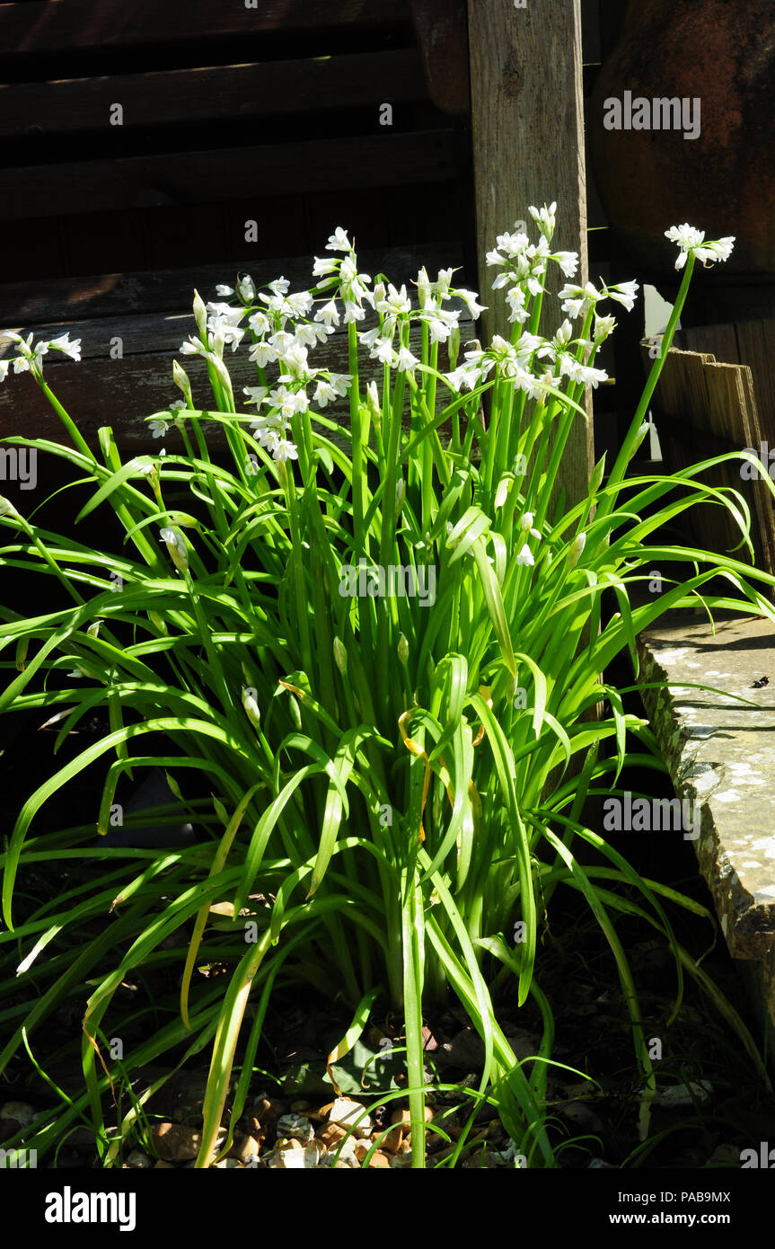 Tre monopolizzato l'aglio. Allium triquetrum. Foto Stock