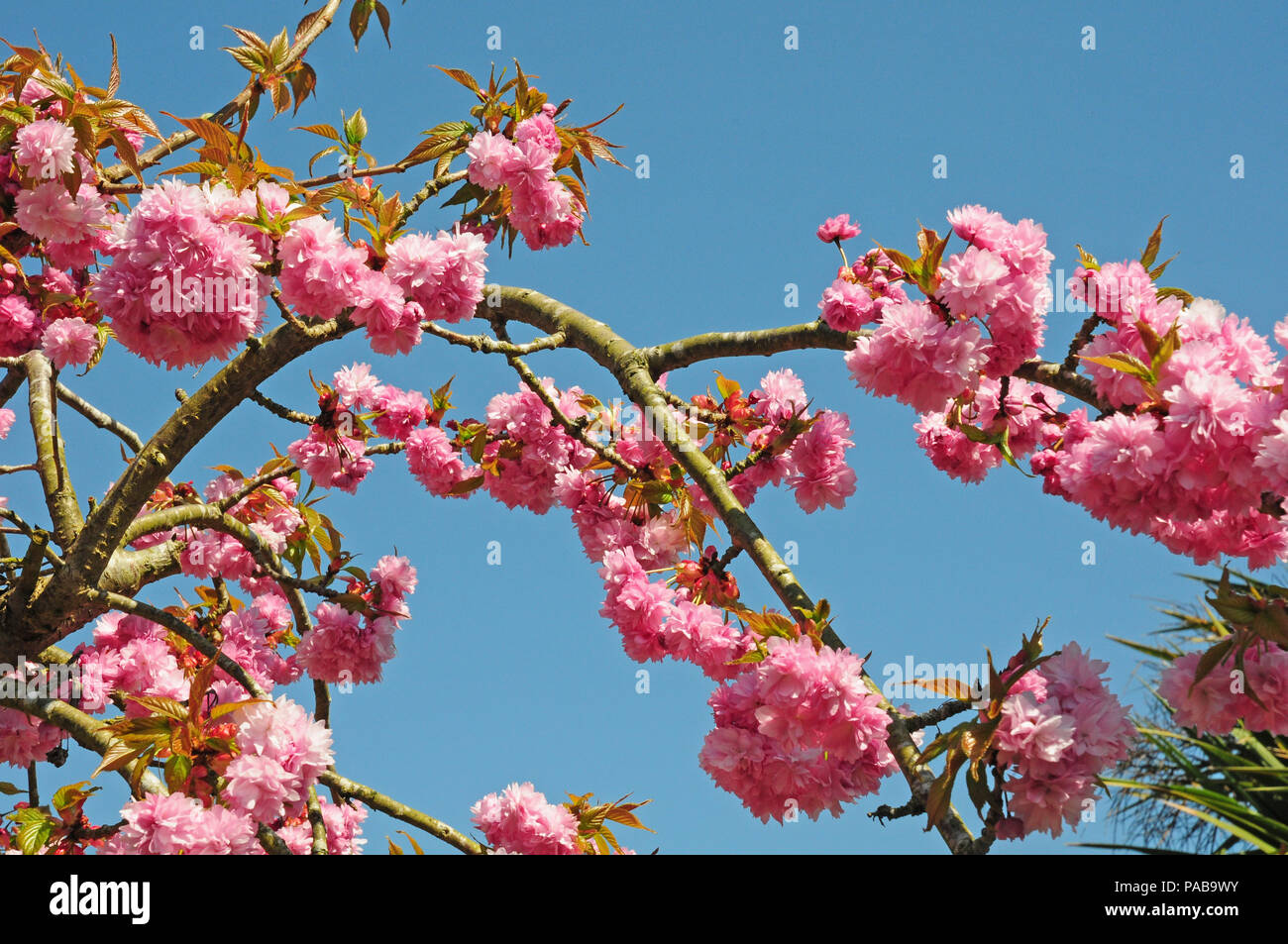 Giapponese fioritura ornamentali ciliegia, Prunus kanzan. Foto Stock
