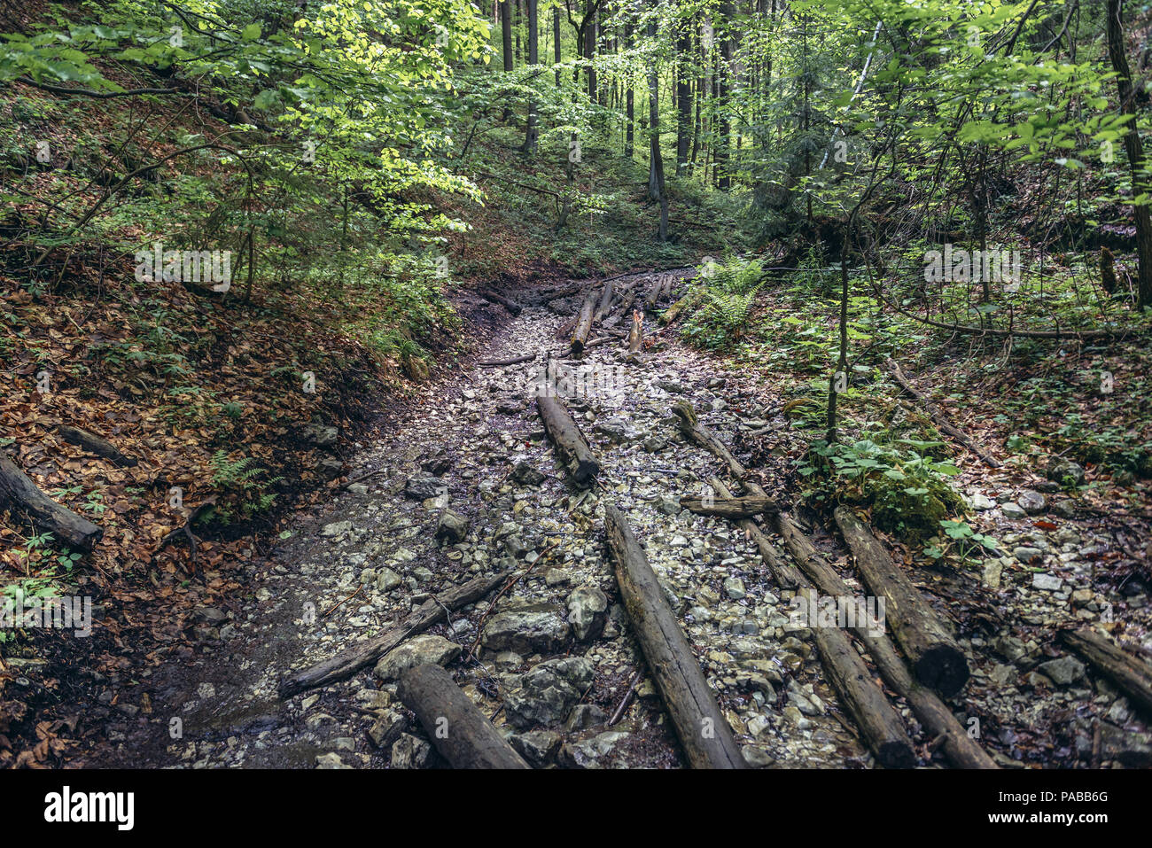 Sucha Bela canyon in Paradiso Slovacco National Park, parte nord della slovacca Monti Metalliferi in Slovacchia Foto Stock