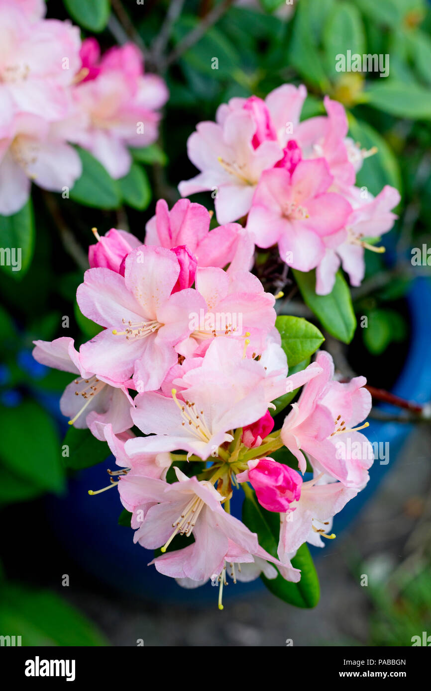 Rododendro rosa in fiore in maggio, England, Regno Unito Foto Stock
