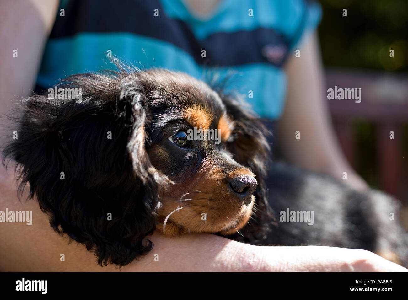 King Charles Spaniel cucciolo di 13 settimane di età, England, Regno Unito; Foto Stock