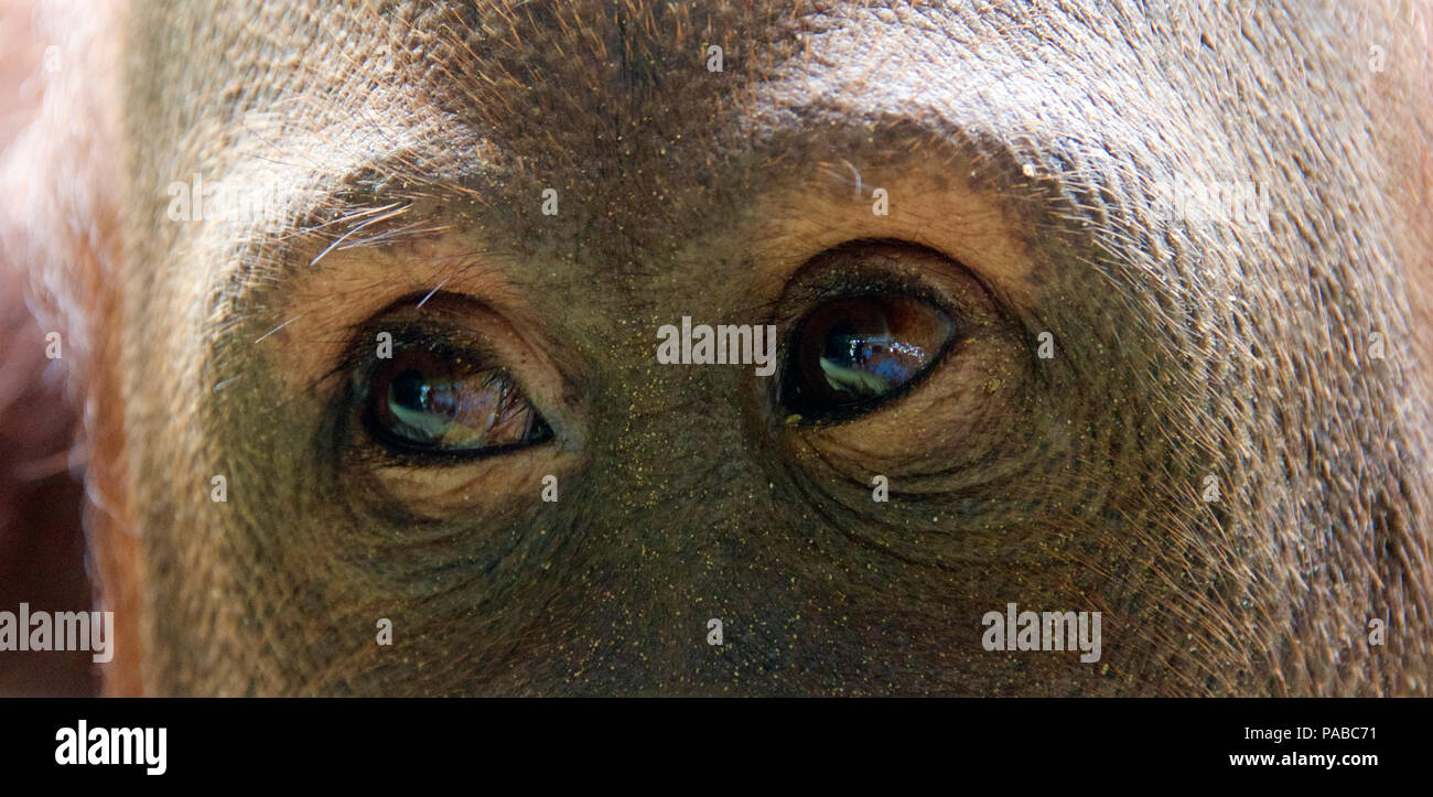 Big close-up occhi di un giovane Sepilok Orangutan Sabah Borneo malese federazione Foto Stock