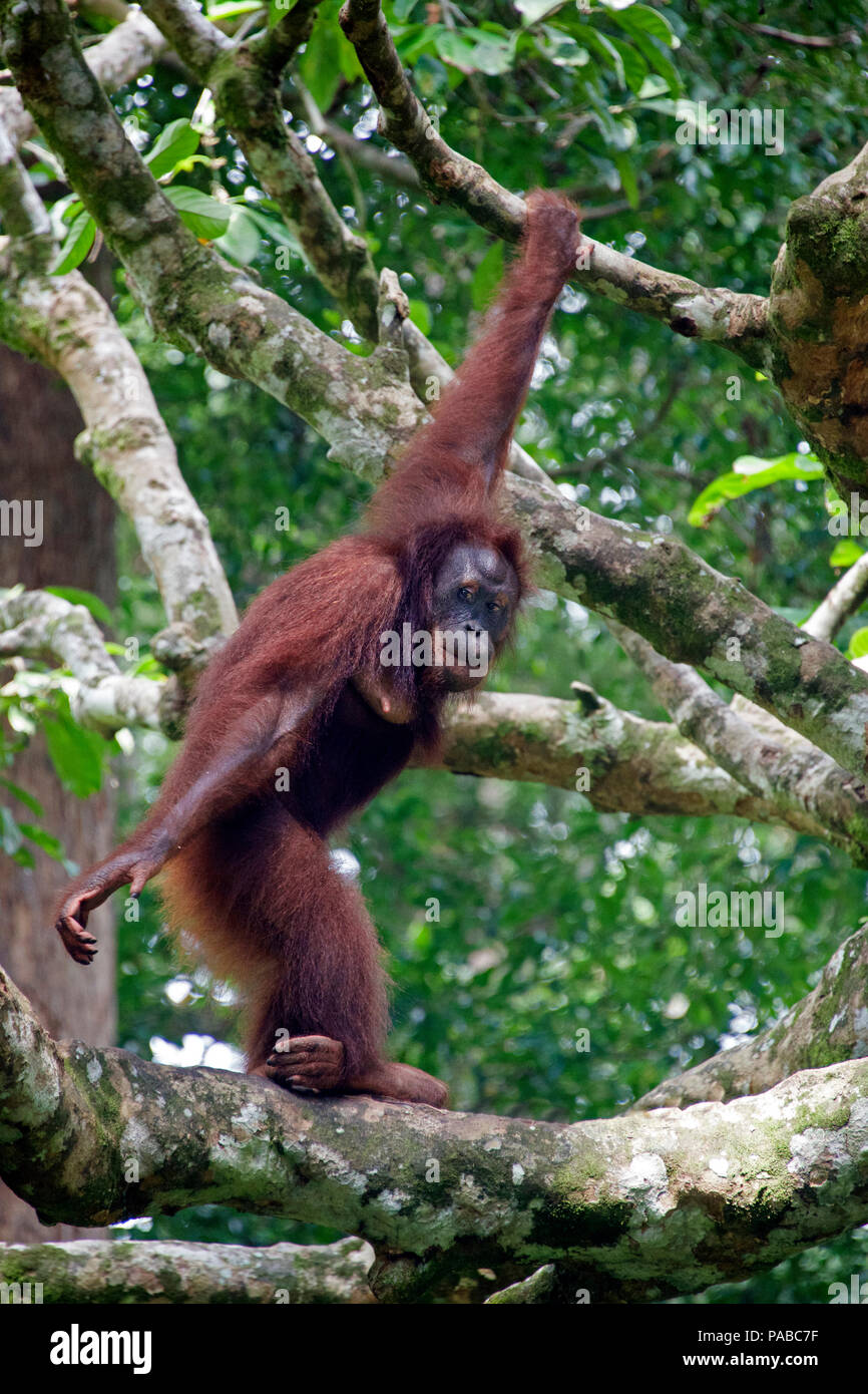 Rilasciato orangutan nel selvaggio Sepilok Sabah Borneo malese federazione Foto Stock