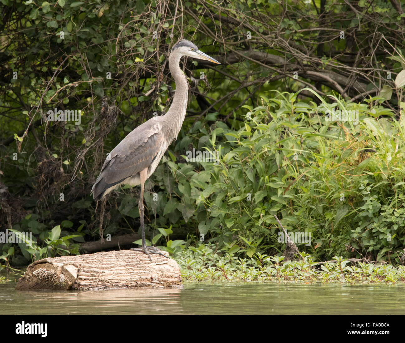 Airone cenerino in piedi su un log Foto Stock
