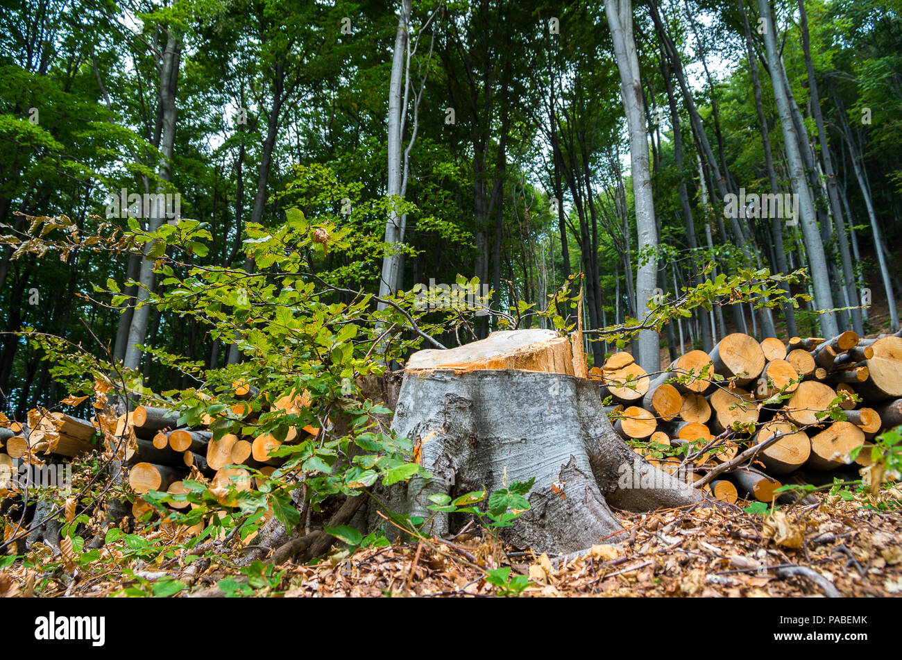 La deforestazione delle foreste di latifoglie. Foto Stock