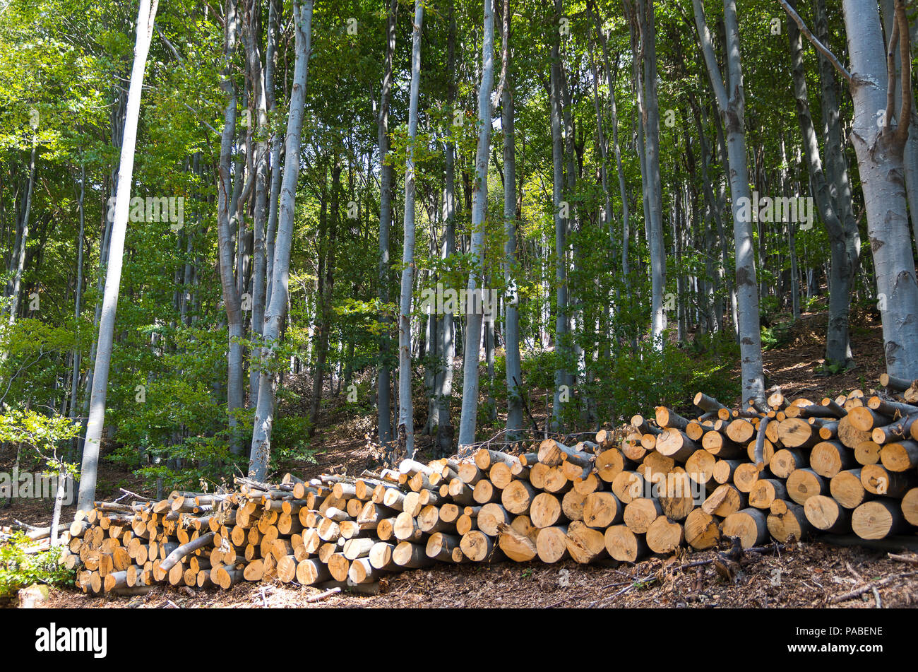 Tronchi di legno con la foresta sullo sfondo. Bosco di Faggio. Foto Stock
