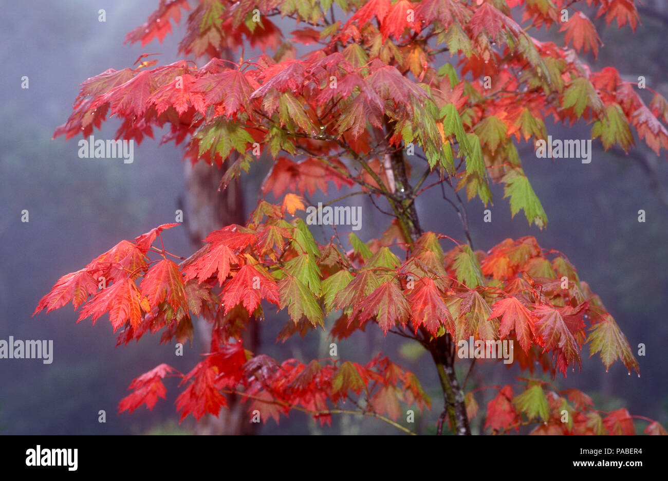 La mattina presto colori autunnali su un lone tree nelle Blue Mountains area del Nuovo Galles del Sud, Australia. Foto Stock