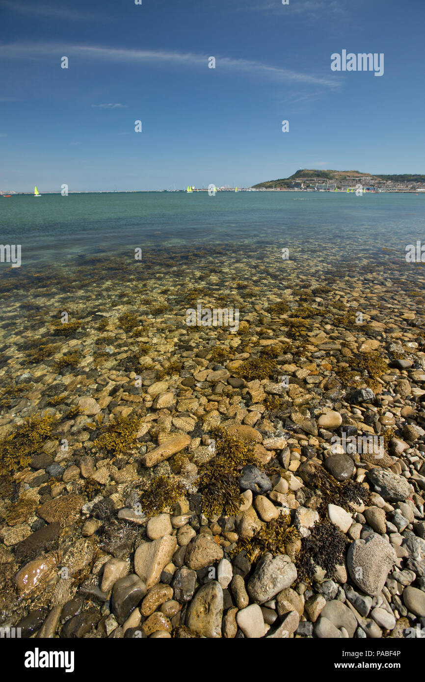 Rocce e alghe sul bordo di Portland porto vicino la strada rialzata che conduce all'isola di Portland, visibile in background durante il Regno Unito 2018 Foto Stock