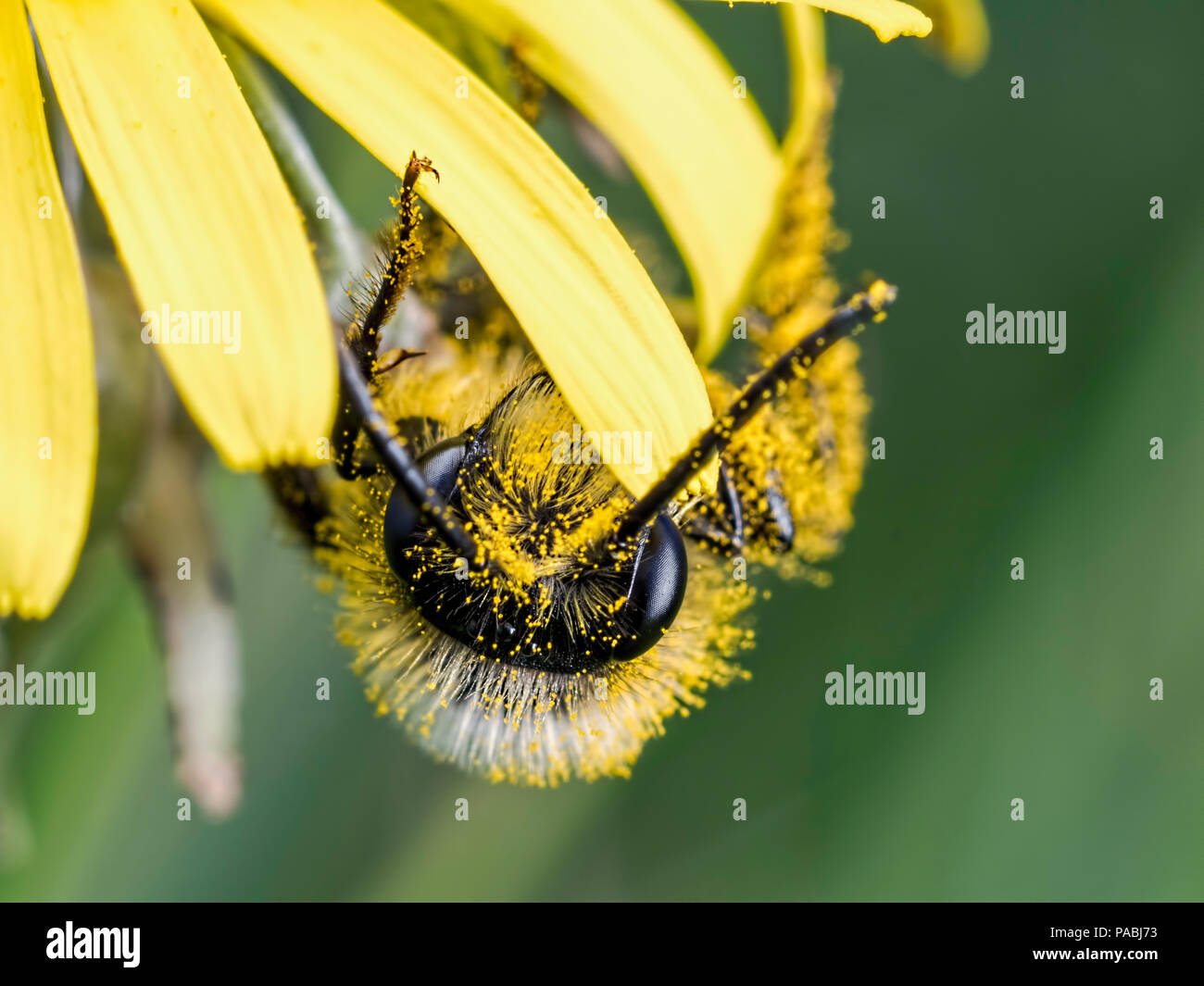 Capovolto solitay bee Foto Stock