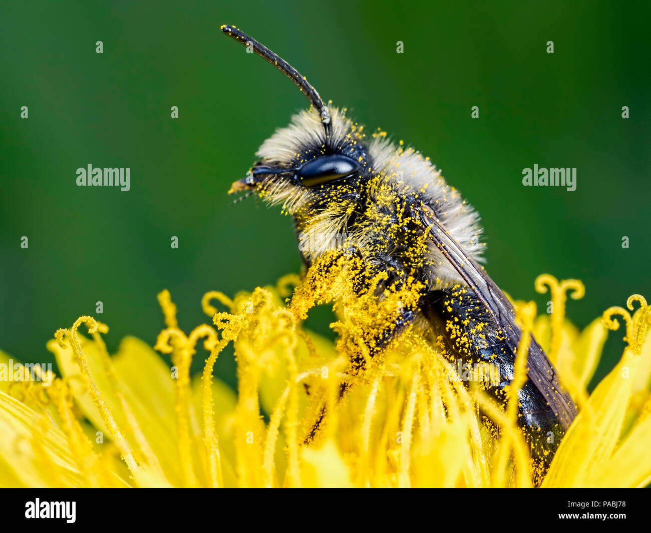 Ape ricoperta di polline immagini e fotografie stock ad alta ...