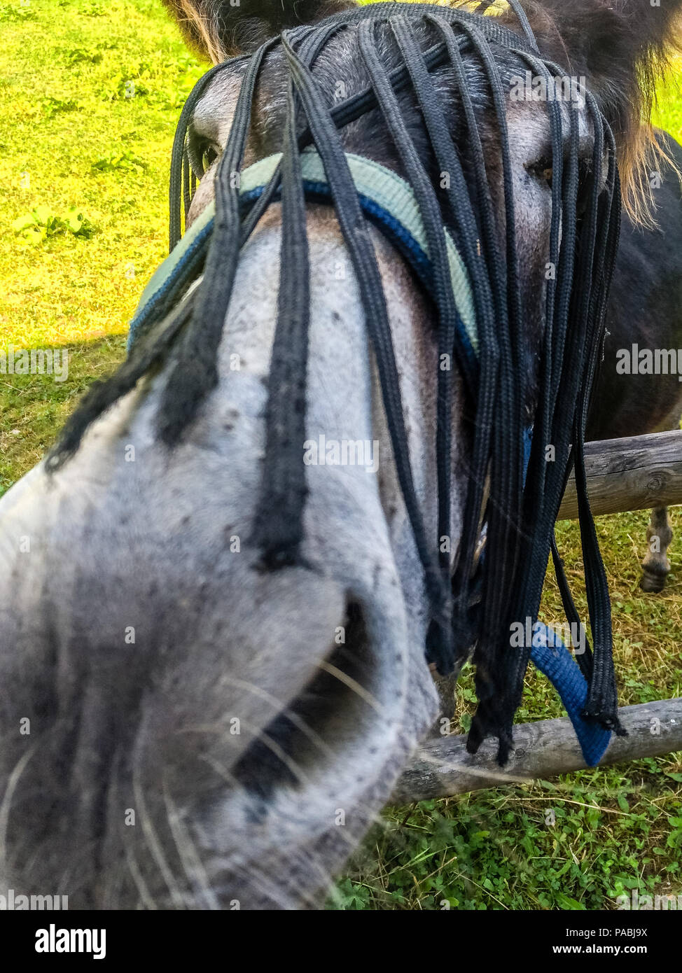 Divertente gara dolce mulo su un prato nelle Alpi, con la sella per essere cavalcato da bambini. Foto Stock