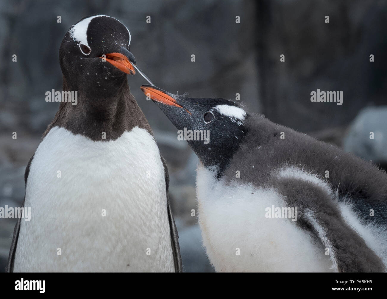 I pinguini Gentoo Port Lockroy WIENCKE ISLAND ANTARTIDE Foto Stock