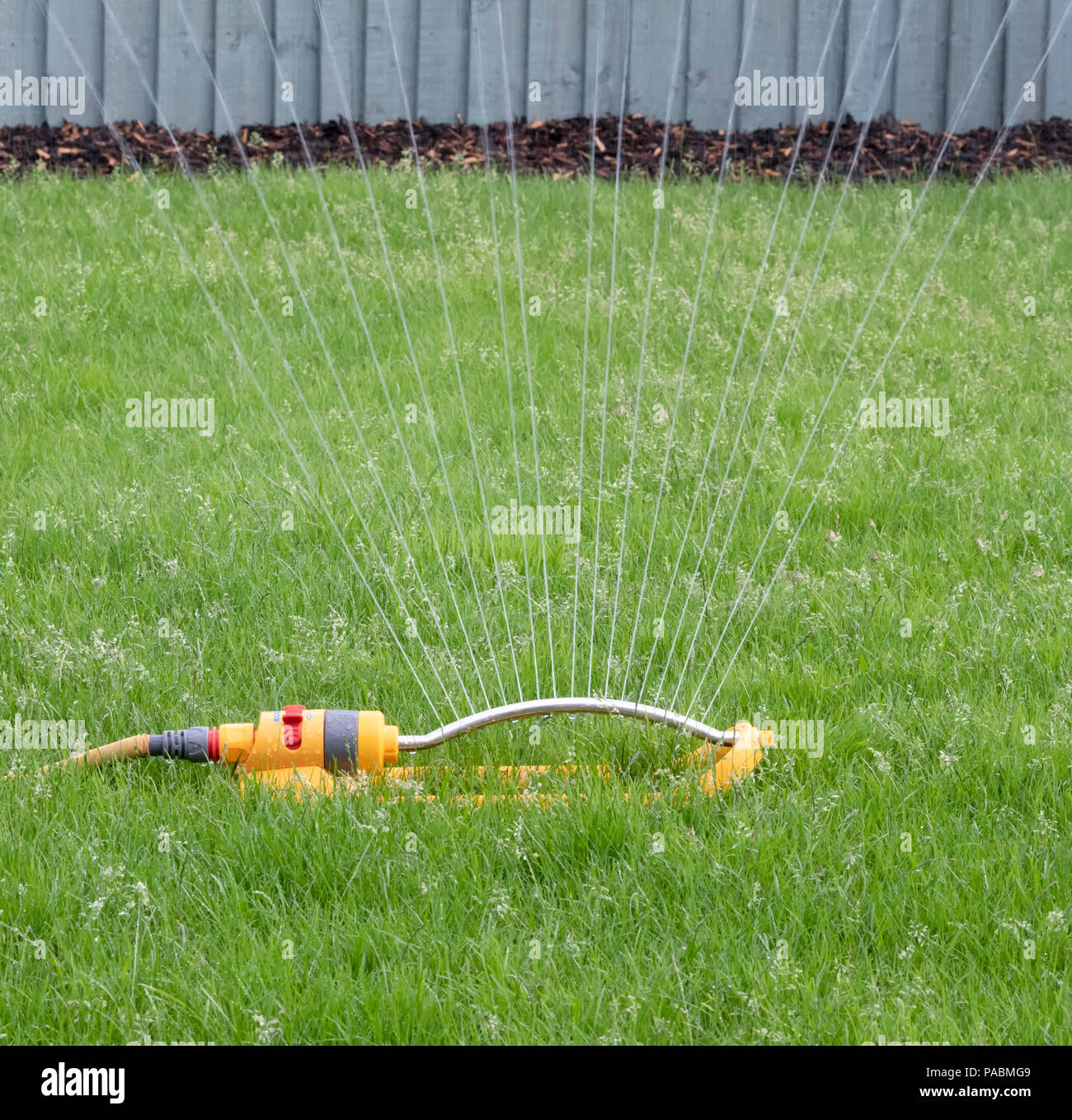 Irroratore fissato ad un tubo flessibile giallo utilizzato per acqua a prato Foto Stock
