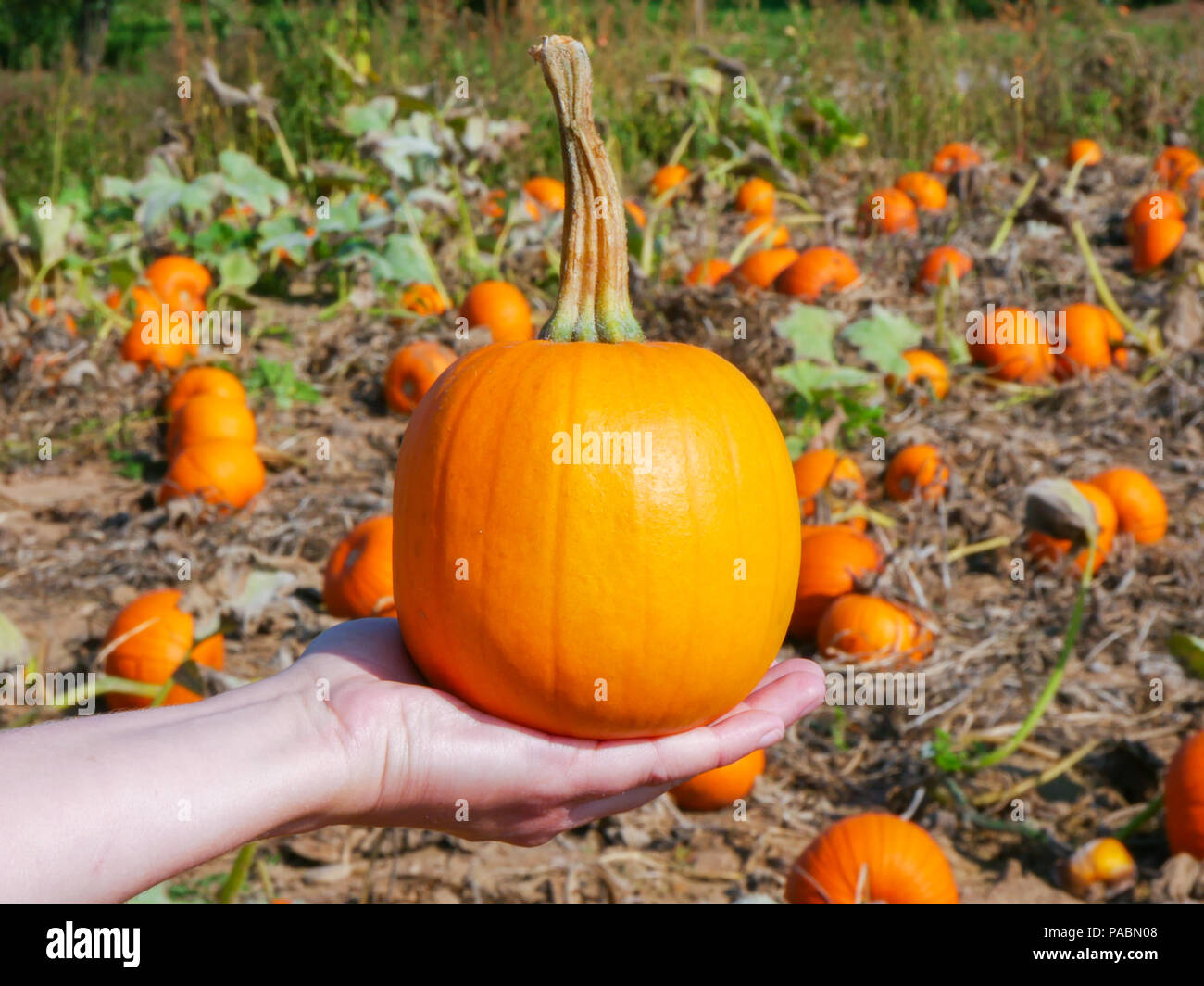 Una ragazza detiene una zucca piccola nella sua mano. Foto Stock