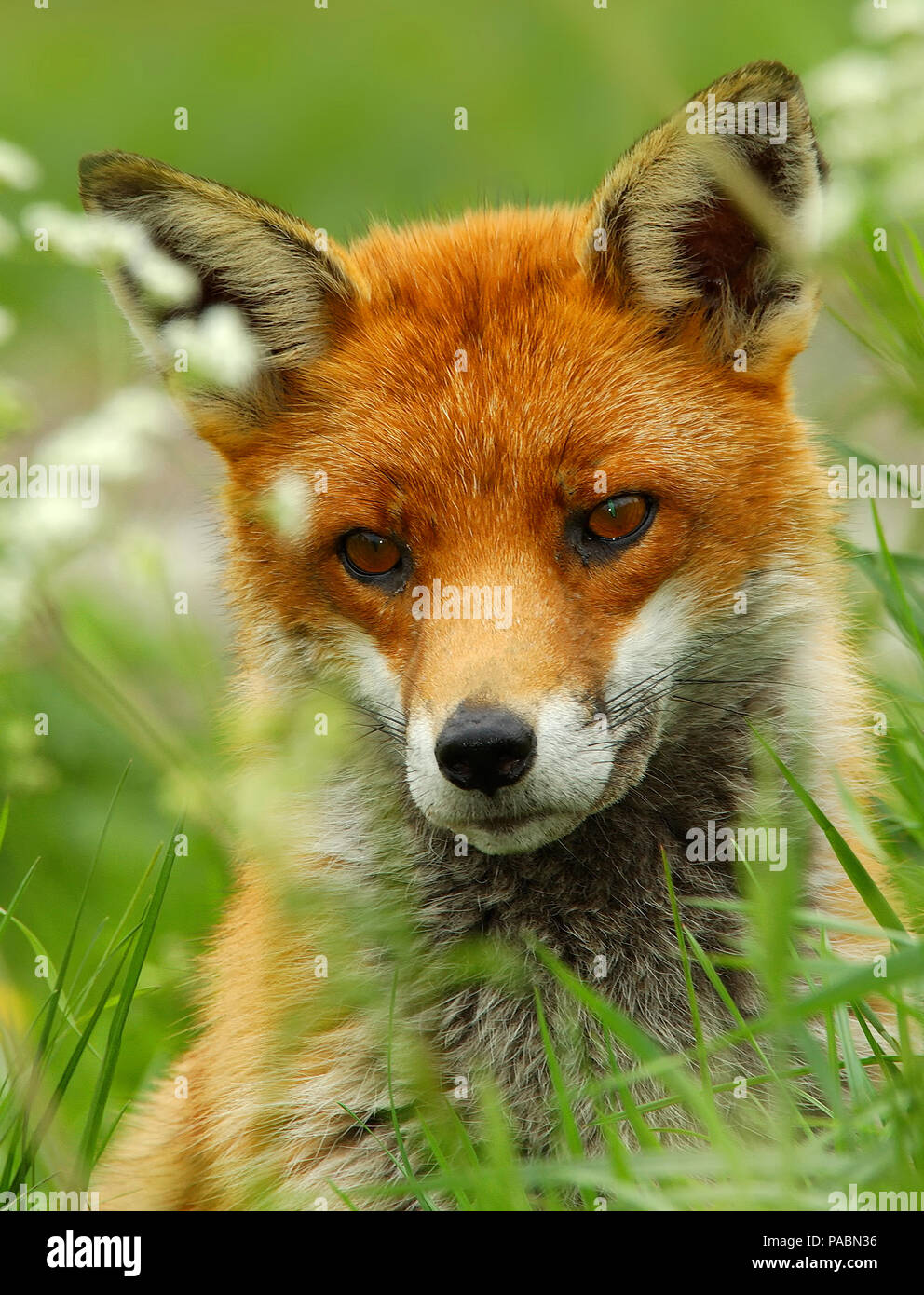 Close up ritratto di un bellissimo adulto inglesi Red Fox (Vulpes vulpes vulpes) guardando dritto in avanti Foto Stock