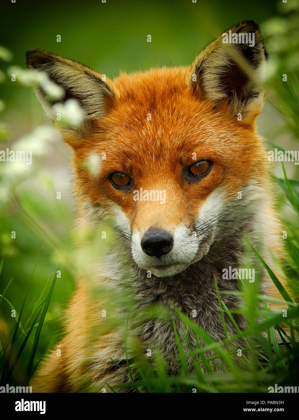 Close up ritratto di un bellissimo adulto inglesi Red Fox (Vulpes vulpes vulpes) guardando dritto in avanti (con la vignettatura) Foto Stock