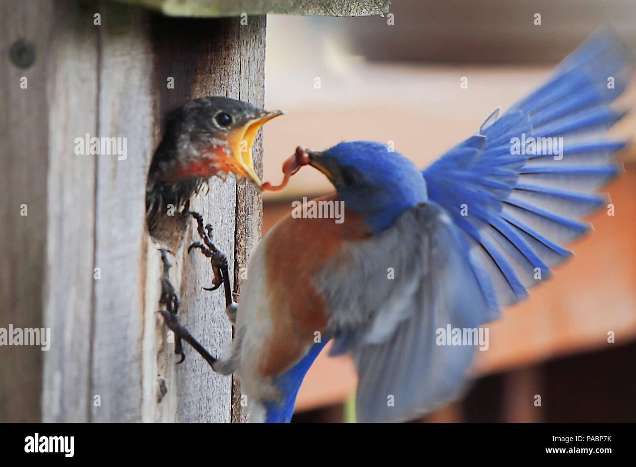 Bluebird alimentazione dei giovani un worm Foto Stock