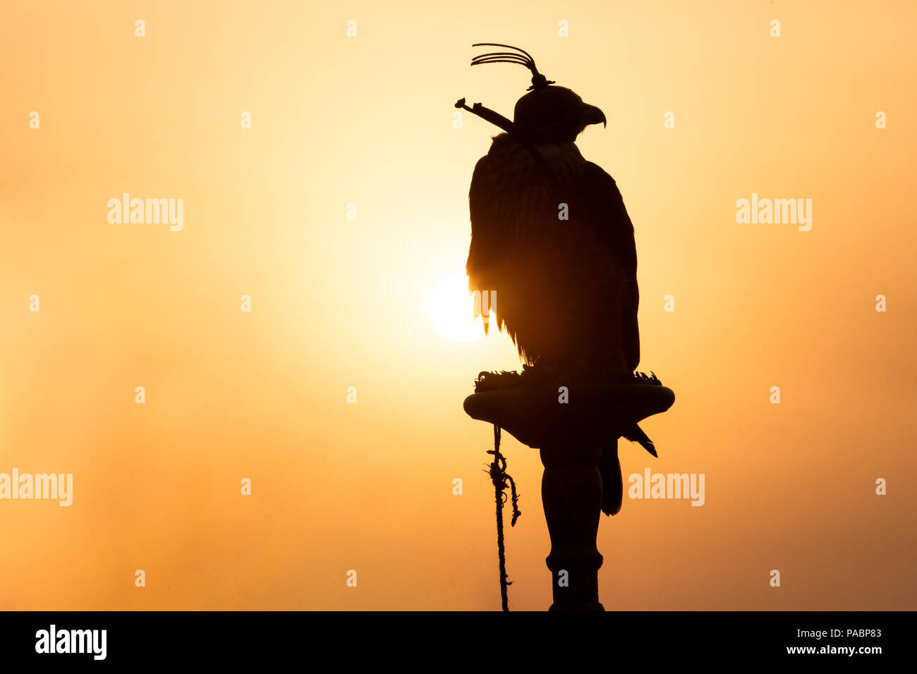 Silhouette di una saker falcon nella parte anteriore di un tramonto nel deserto. Dubai, EAU. Foto Stock