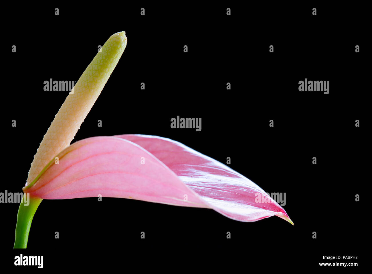 Vicino la bellissima calla lily su nero Foto Stock