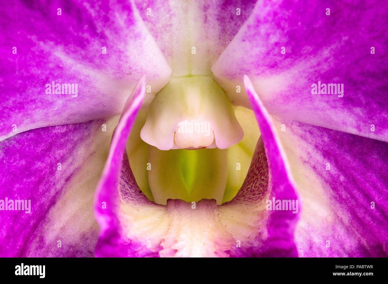 Orchidea viola isolata su uno sfondo nero Foto Stock