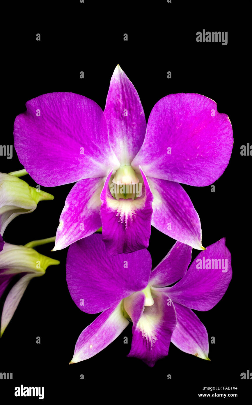 Orchidea viola isolata su uno sfondo nero Foto Stock