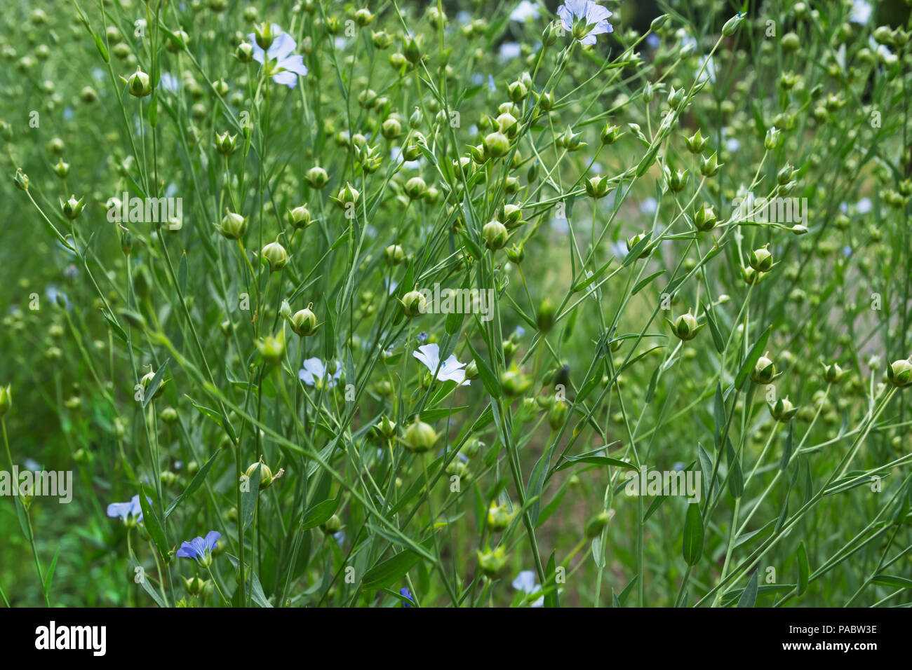 Close up della fioritura delle piante di lino Foto Stock