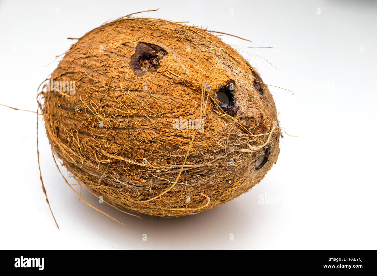 Il cocco isolati su sfondo bianco Foto Stock