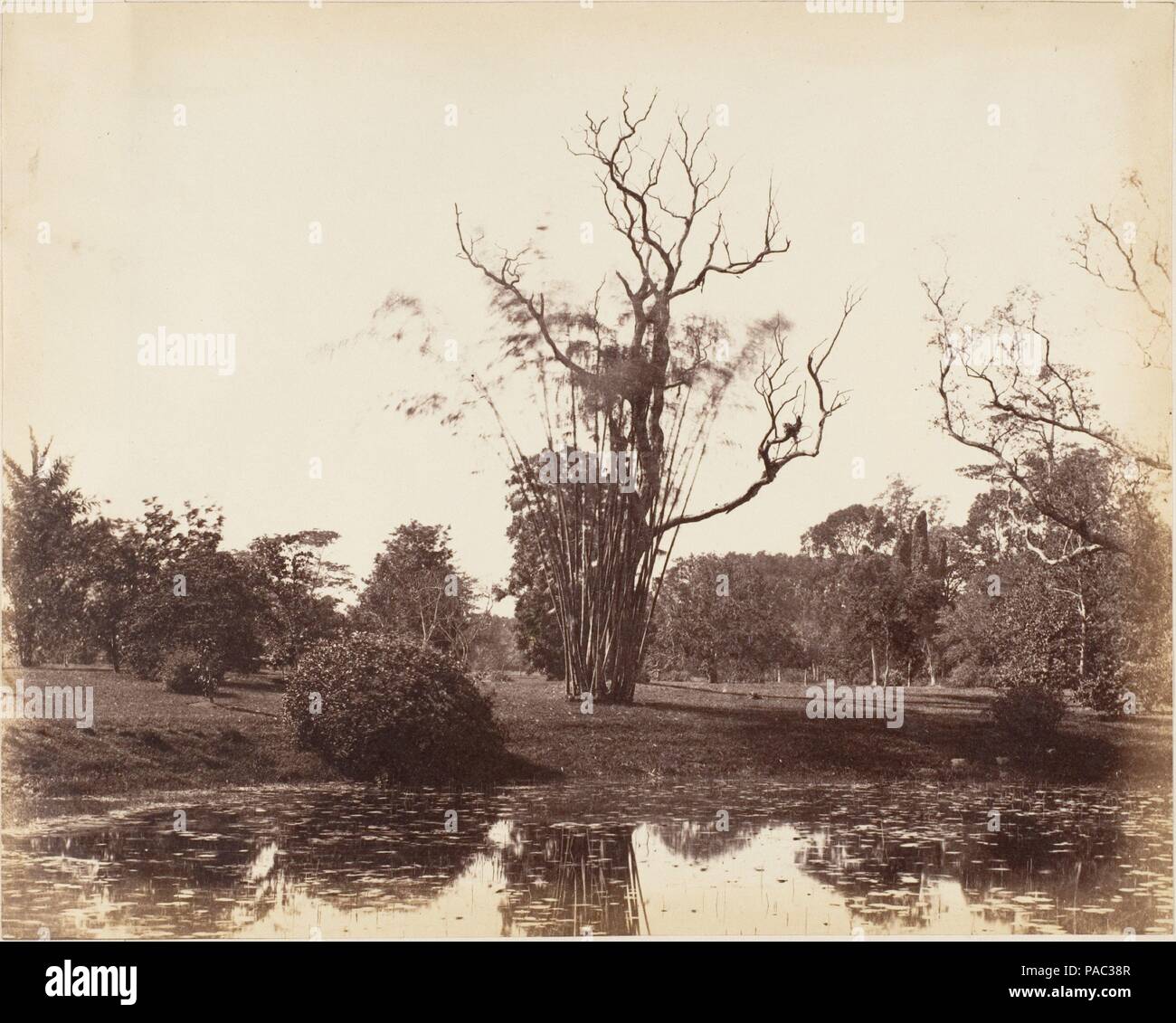 [Giardini Botanici, Calcutta]. Artista: Capitano R. B. Hill. Dimensioni: Immagine: 19,4 x 24,3 cm (7 5/8 x 9 9/16 in.). Montaggio: 20,8 x 28 cm (8 3/16 x 11 in.). Data: 1850s. Museo: Metropolitan Museum of Art di New York, Stati Uniti d'America. Foto Stock