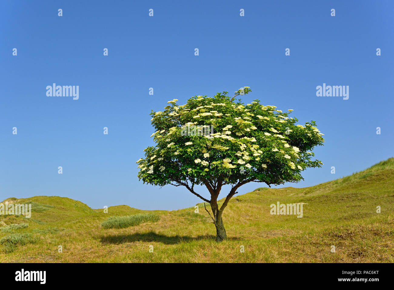 Di sambuco (Sambucus nigra), albero solitario con fiori contro un cielo blu, Norderney, Est Isole Frisone, il Mare del Nord, Bassa Sassonia Foto Stock