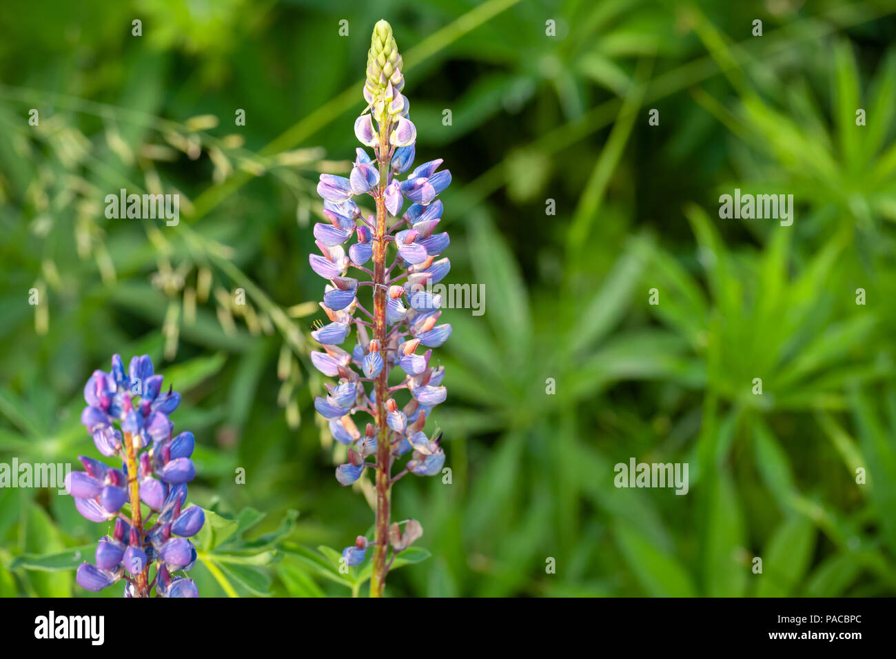 Lupino colorati fiori sul prato verde dello sfondo. Close-up foto con selective soft focus Foto Stock