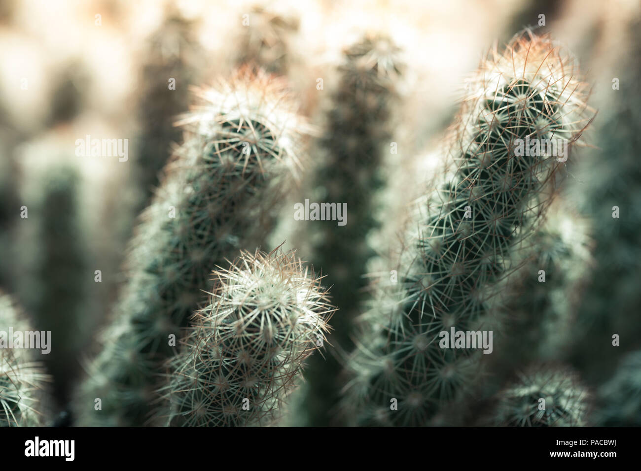 Piccolo cactus. Natural foto macro con selettiva di messa a fuoco poco profonda Foto Stock