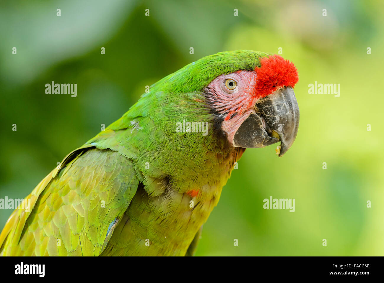 Macaw militare- Ara militaris, bella grande pappagallo verde dal Sud America le foreste, Argentina. Foto Stock