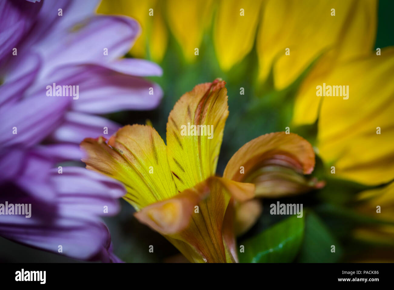 Clsoe-up di fiori telaio di riempimento Foto Stock