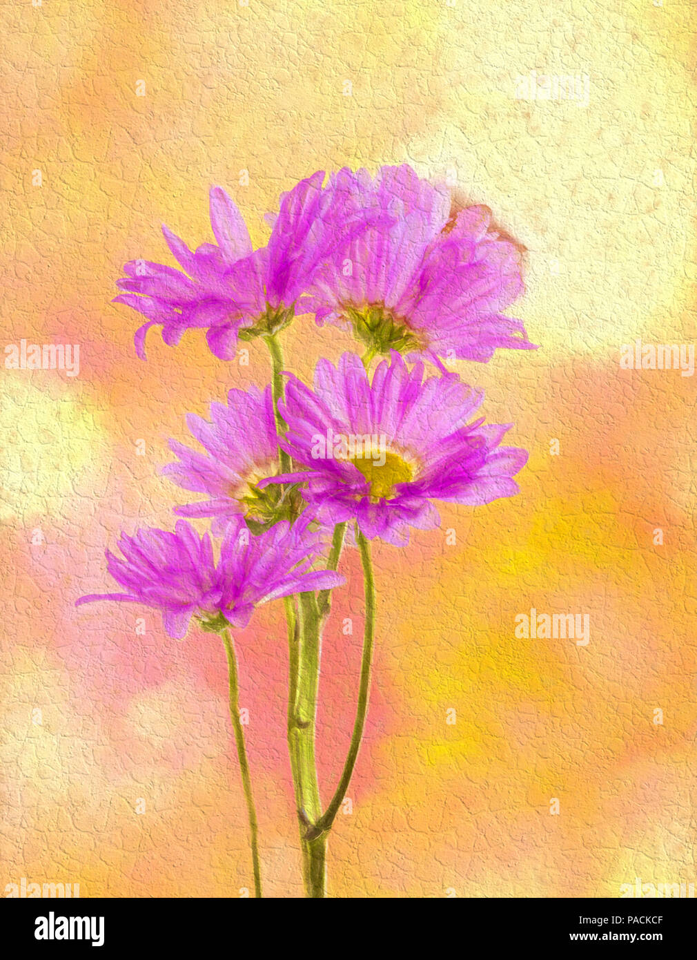 Rosa crisantemi o mamme contro uno sfondo giallo Foto Stock