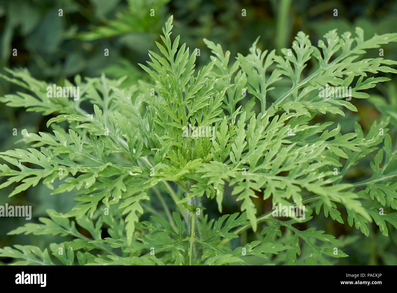 Ambrosia artemisiifolia impianto Foto Stock