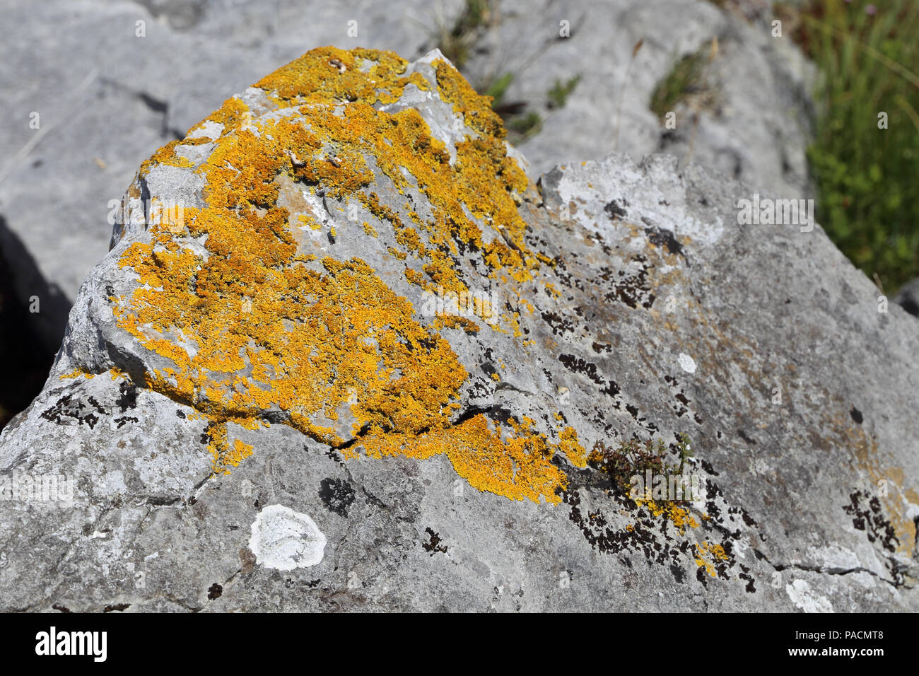 Il Lichen si aggrappa a una roccia nel Burren. Il Burren 'grande rock' è una regione di interesse ambientale principalmente situato nel nordovest della contea di Clare, Foto Stock