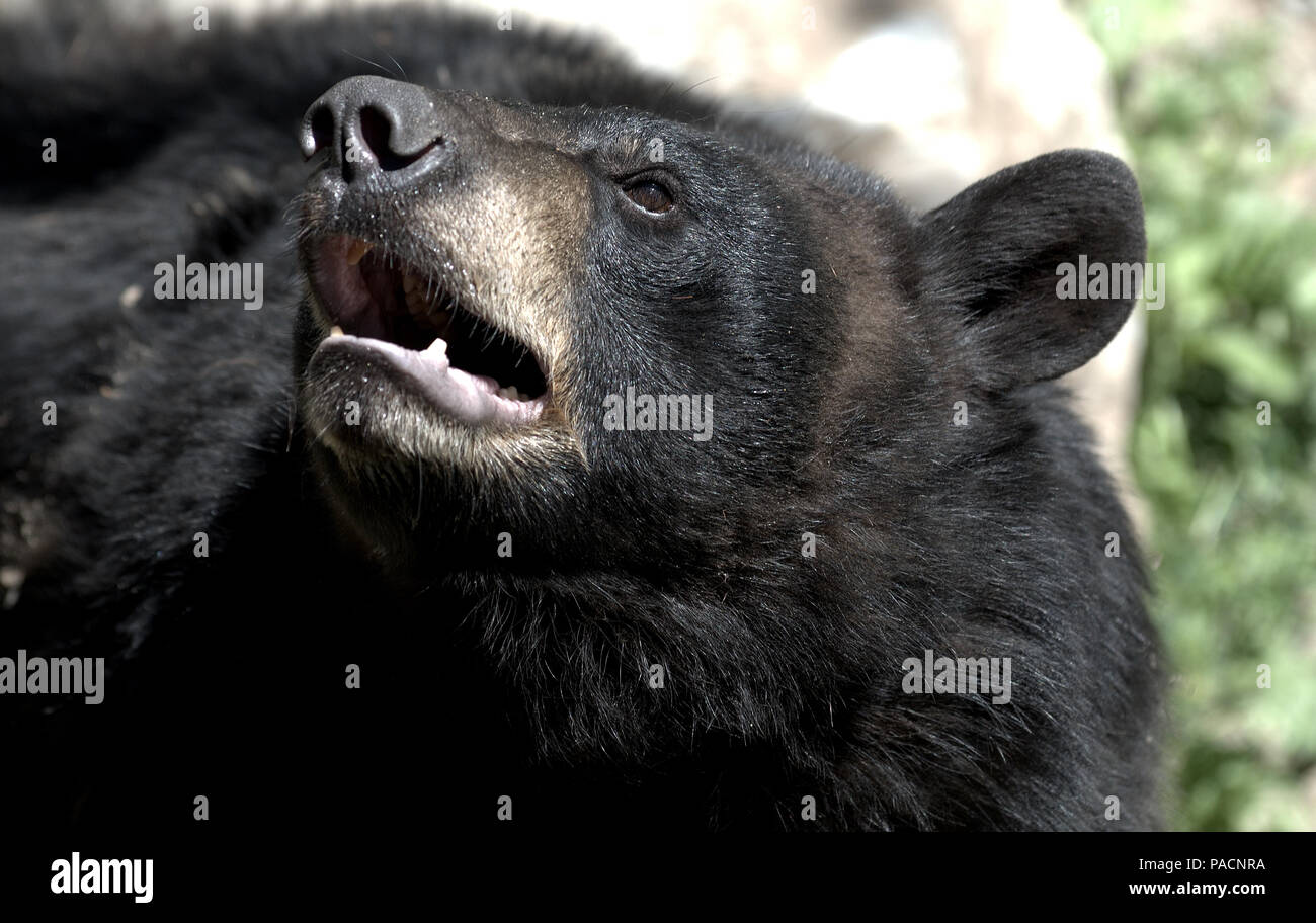 Orsi neri al North American Bear Center di Ely, Minnesota, Stati Uniti d'America Foto Stock