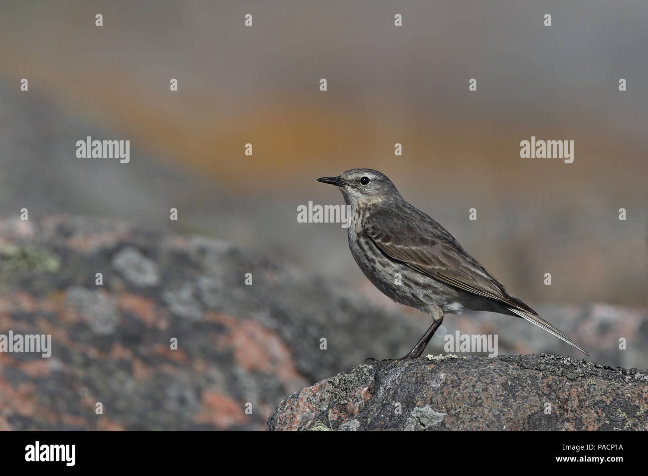 Conca eurasiatica (Anthus petrosus), in piedi sulla roccia Foto Stock