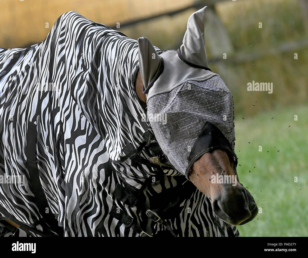 Wedemark, Germania. Il 20 luglio, 2018. Un cavallo indossa un capo protettivo contro le mosche. Ad un primo sguardo il cape crea un aspetto simile a quello di una zebra del mantello. Credito: Holger Hollemann/dpa/Alamy Live News Foto Stock