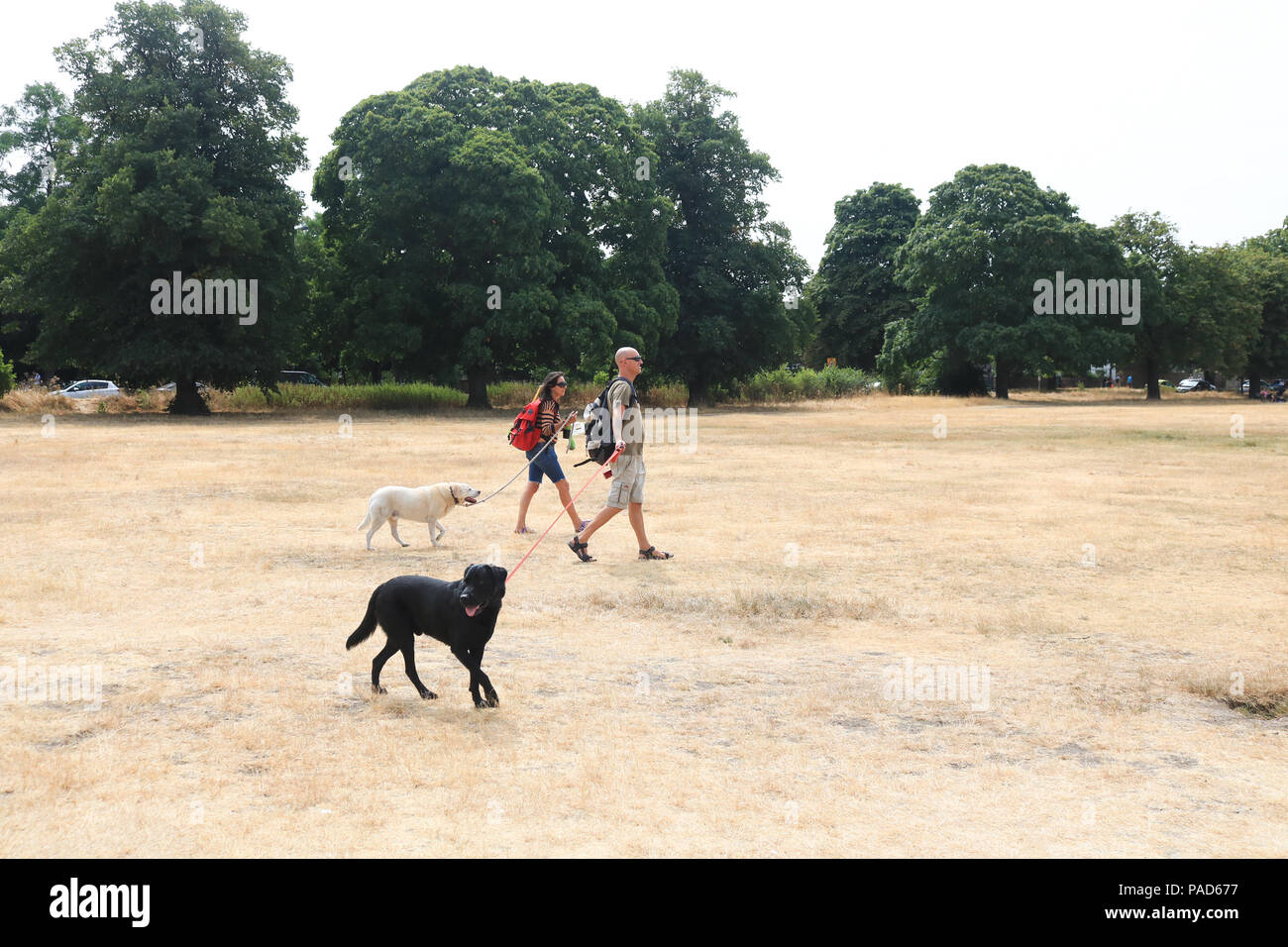 Londra REGNO UNITO. Il 22 luglio 2018 . La gente a piedi i loro cani sul bruciato erba secca su Wimbledon Common a Londra, causata da un prolungato canicola estiva e il periodo secco in gran parte del sud dell'Inghilterra. Credito: amer ghazzal/Alamy Live News Foto Stock