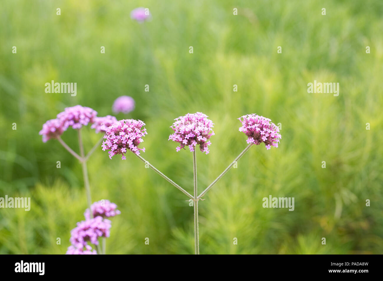 Verbena bonariensis fiori. Foto Stock